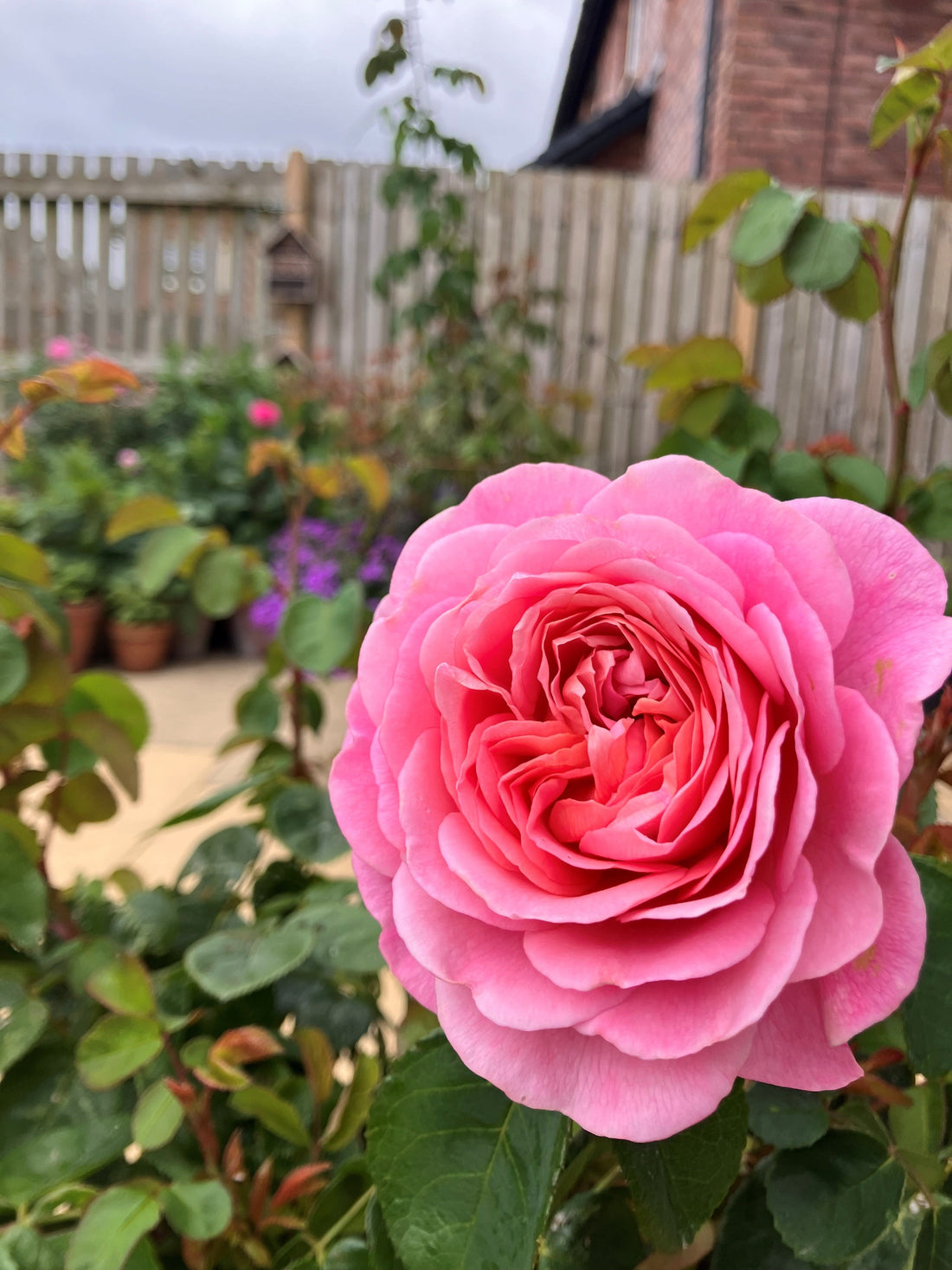 The Rose: An English icon - Part 2 The interview