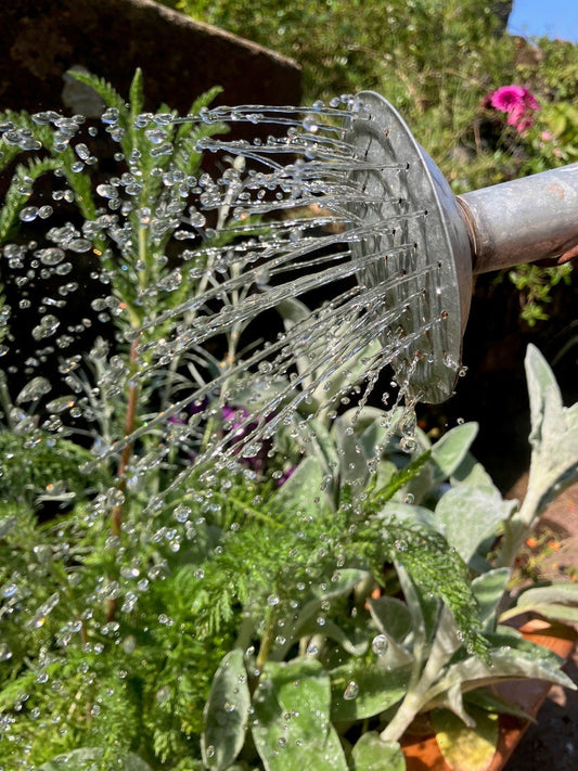Wetting your plants - How to keep your garden hydrated throughout the warmer weather