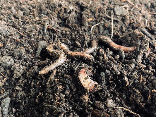Worms in compost