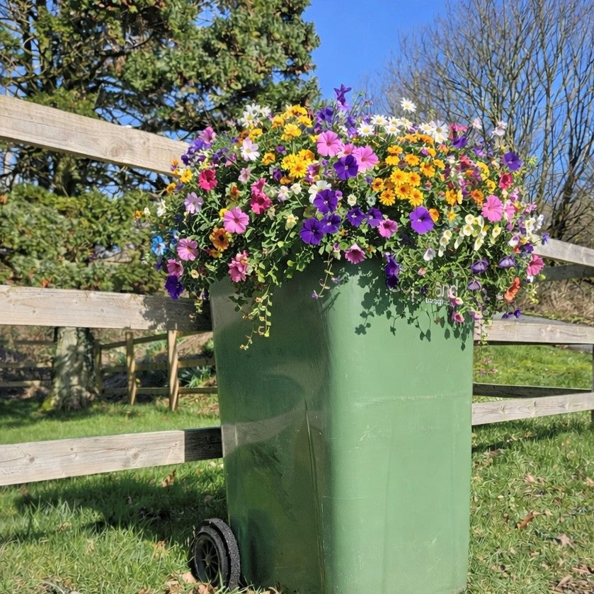 Green waste bin from copeland council overflowing with colourful flowers